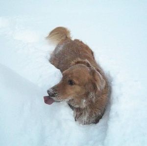 Meet your Posher, Donna